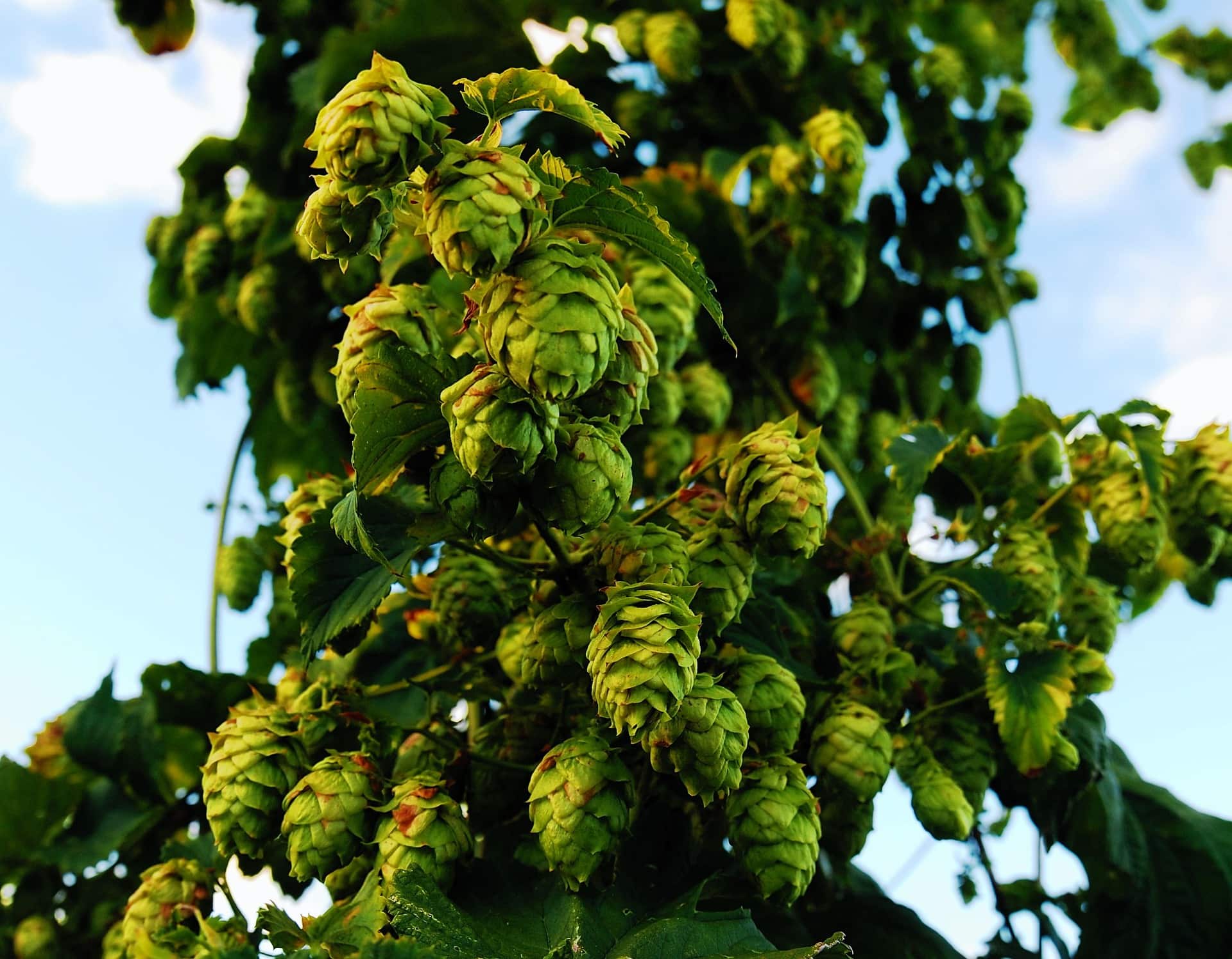 Closeup of hops cones