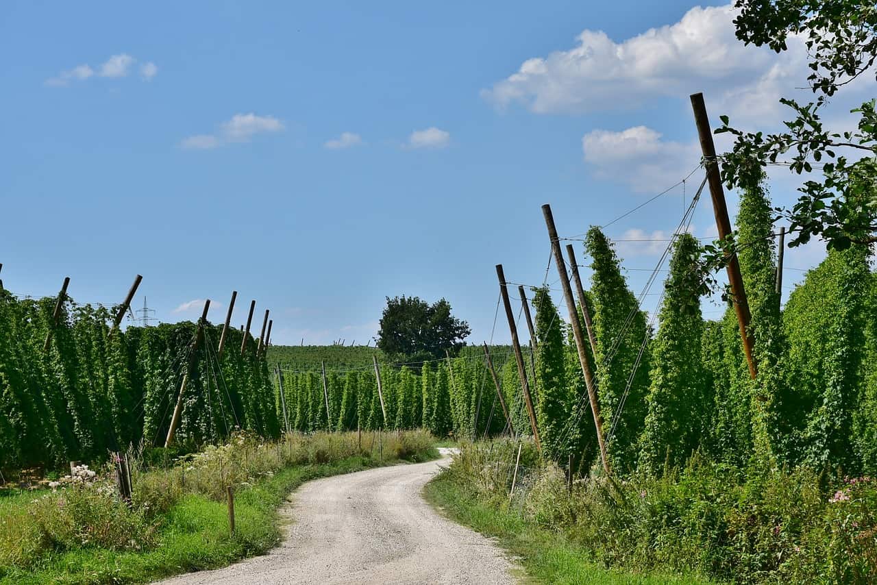 Field of hops