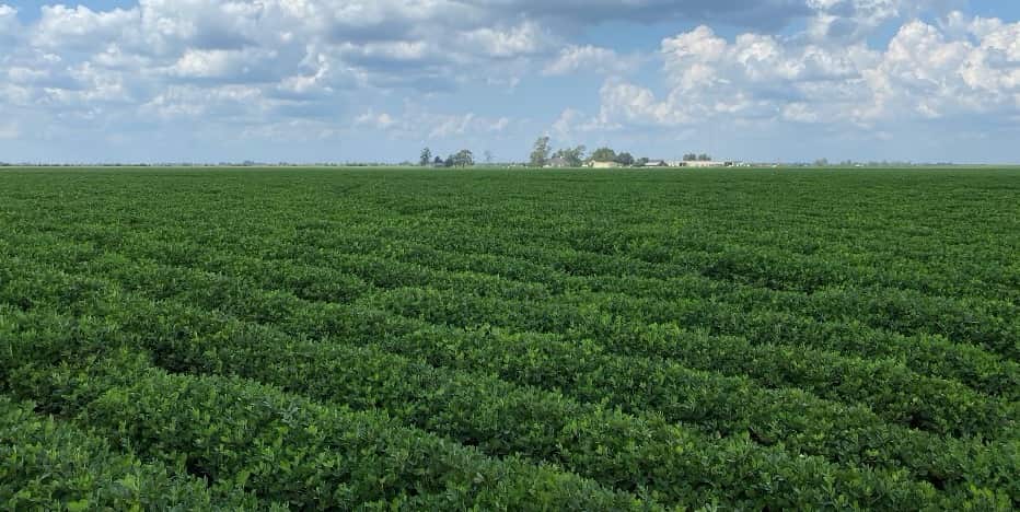 A photo of a peanut field