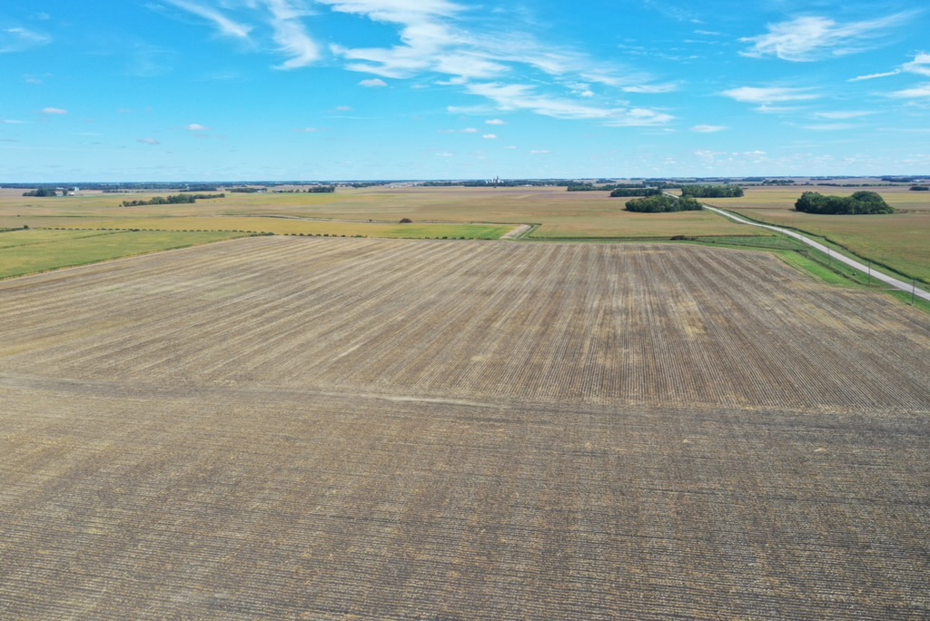 Aerial view of cover crops planted into corn stalks