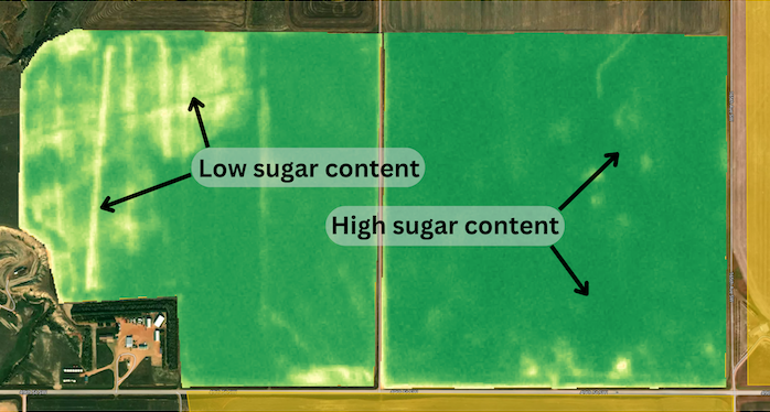 Sugar content evident in sugarbeets via satellite imagery