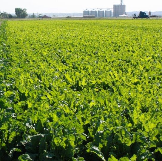 Sugarbeet field ready for harvest